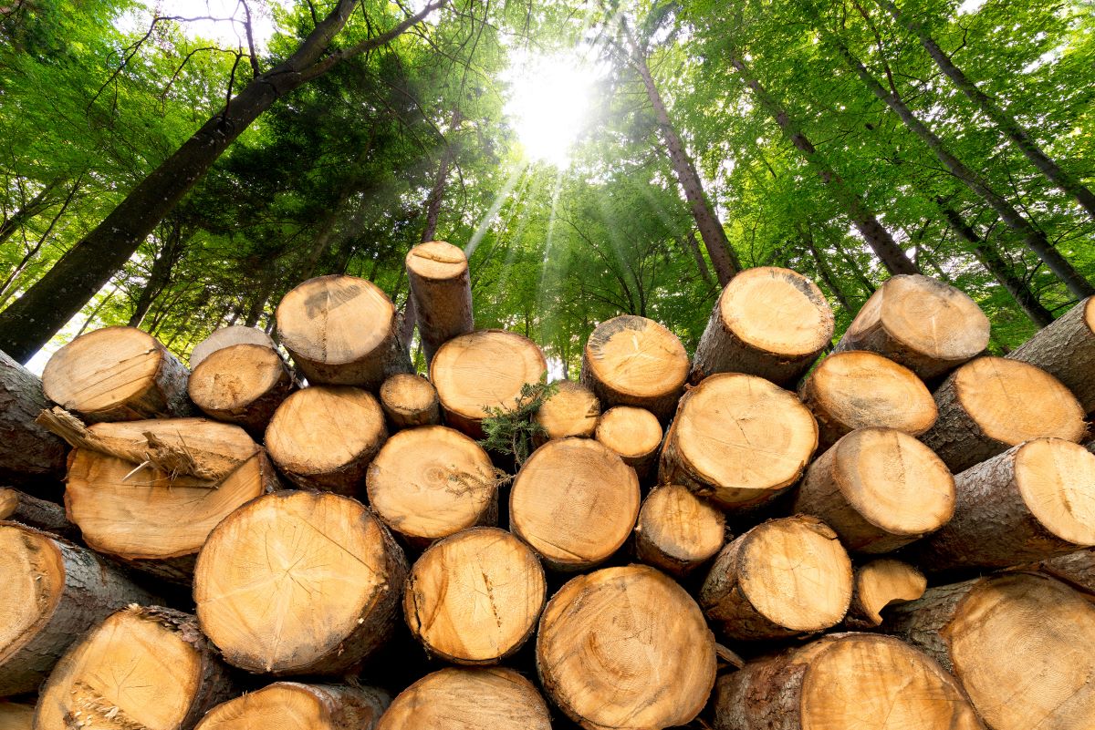 Ein Stapel frisch gefällter Baumstämme liegt in einem Wald mit hohen grünen Bäumen und Sonnenlicht, das durch die Blätter darüber fällt - die perfekte Inspiration für nachhaltiges Bauen und Holzbau im Einklang mit der Natur.