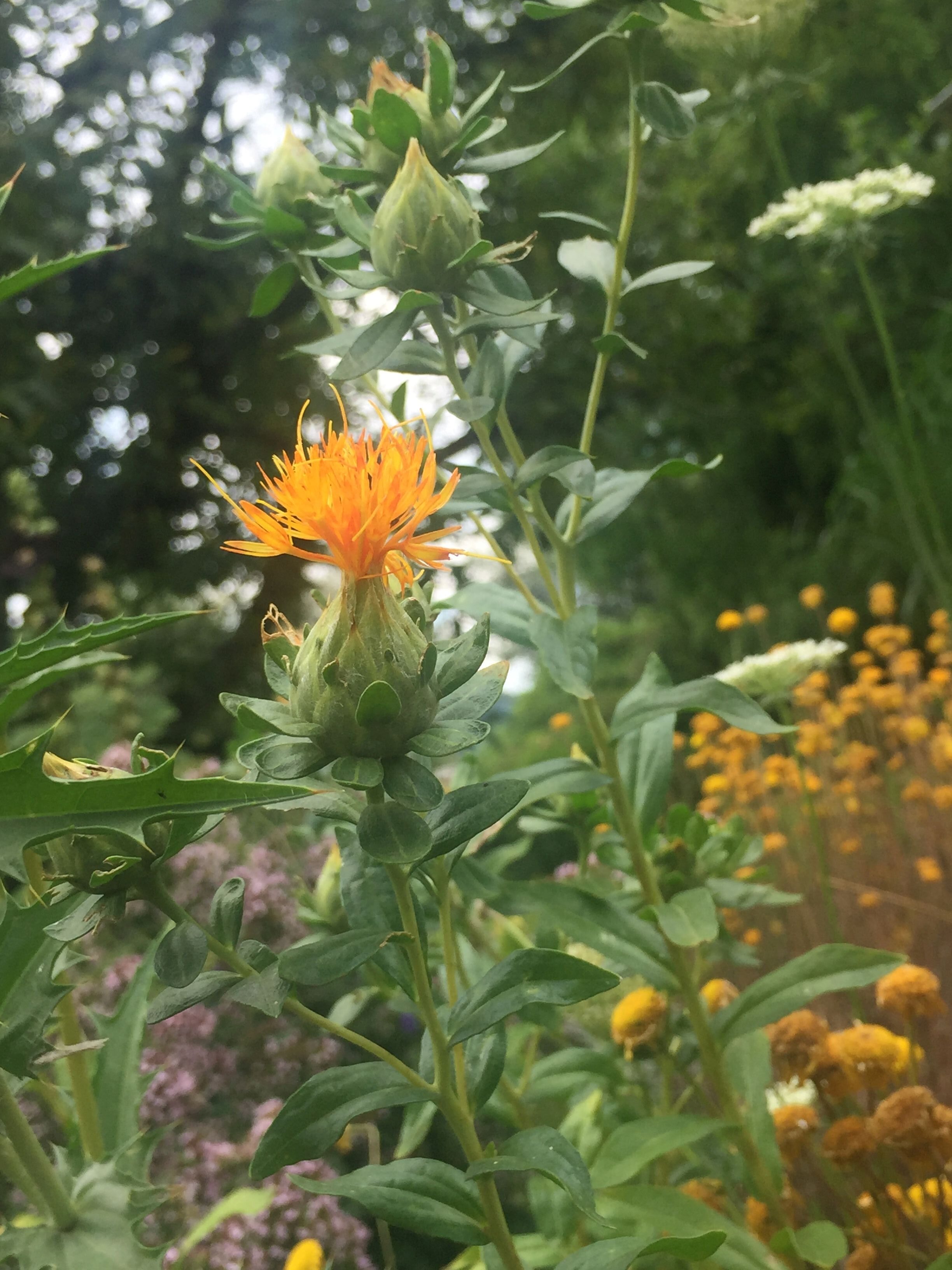 A tall, green stem with orange, thistle-like flowers blooms in a garden, surrounded by other yellow and white flowers as well as green foliage in the soft sunlight, creating a harmonious interplay of colors that evokes creative worlds.
