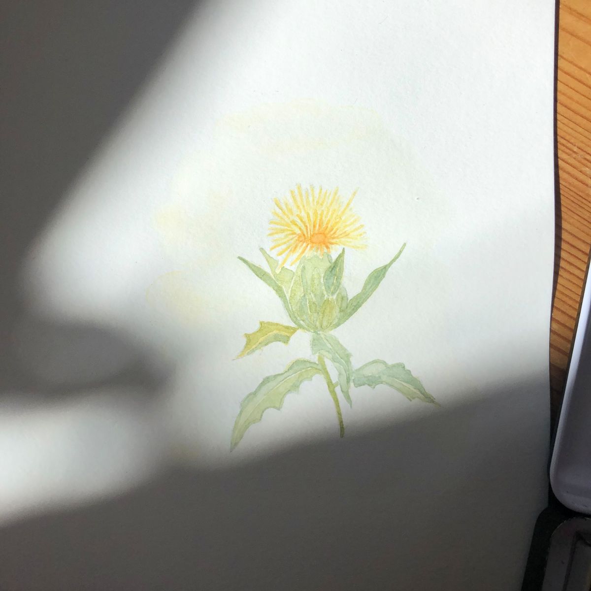 A delicate watercolor by Johanna Vigl, depicting a yellow flower with green leaves partially shaded by sunlight, captivates with its vibrant colors on white paper mounted on a wooden backing.